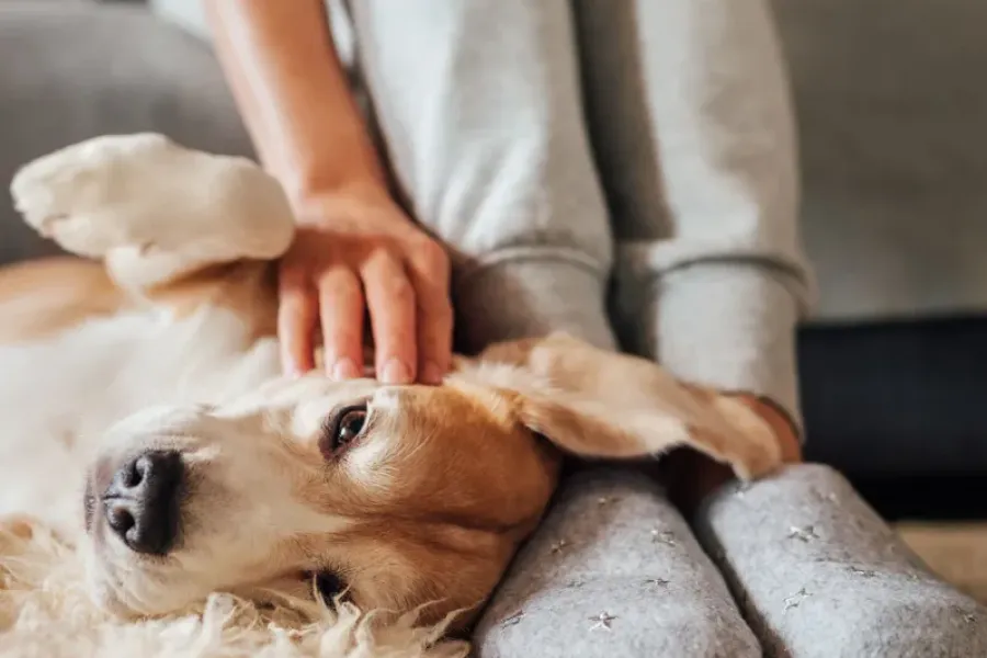 Acclaim at the Hill senior apartment homes with A person in gray slippers sits on a rug, petting a relaxed dog lying on its side.