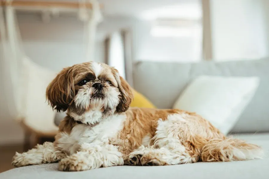 Acclaim at the Hill senior apartment homes with Small brown and white dog lying on a couch with pillows in a cozy living room.
