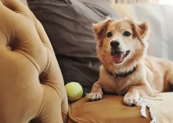 Acclaim at the Hill senior apartment homes with A happy dog lies on a mustard-yellow couch next to a tennis ball and a throw blanket.